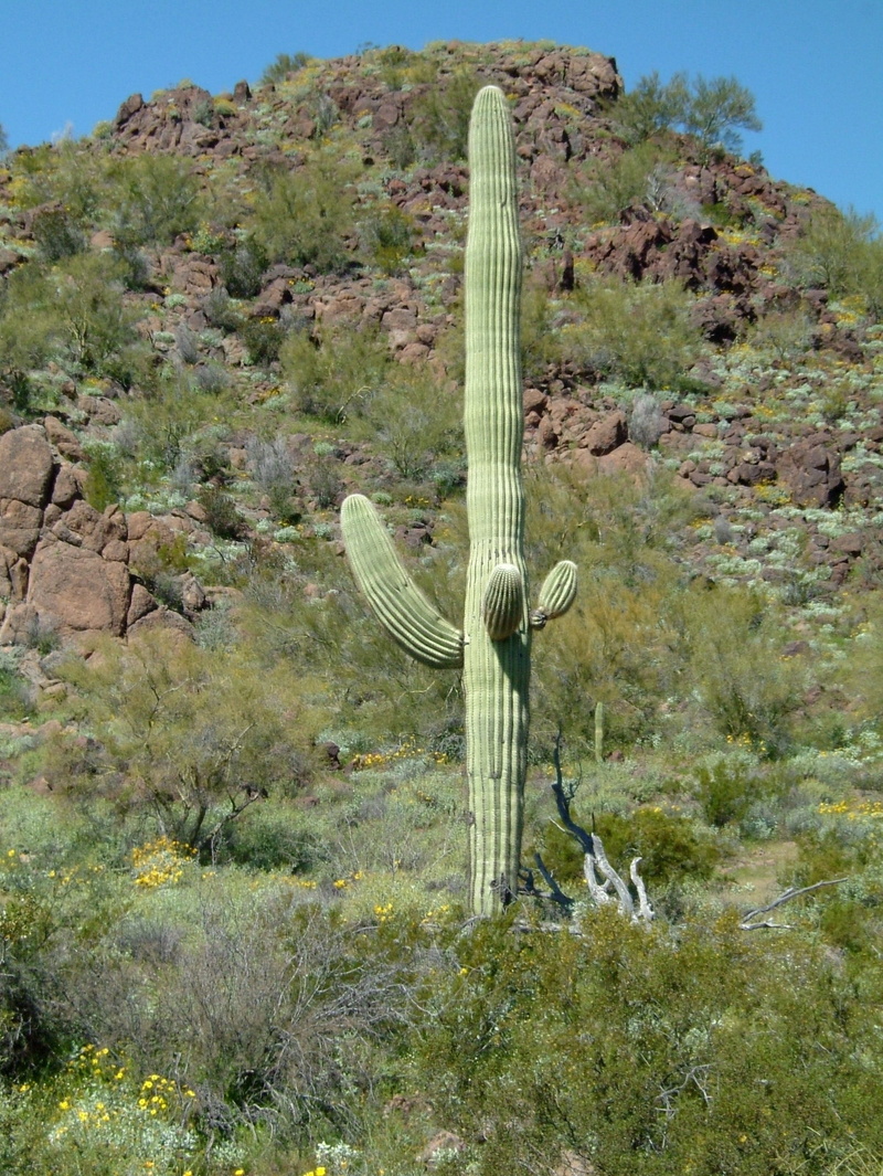 2K, environment, sonoran, cactus, landscape, growth, tranquility, plant, climate, green color, arizona, Organ Pipe, mountain, field, desert, formation