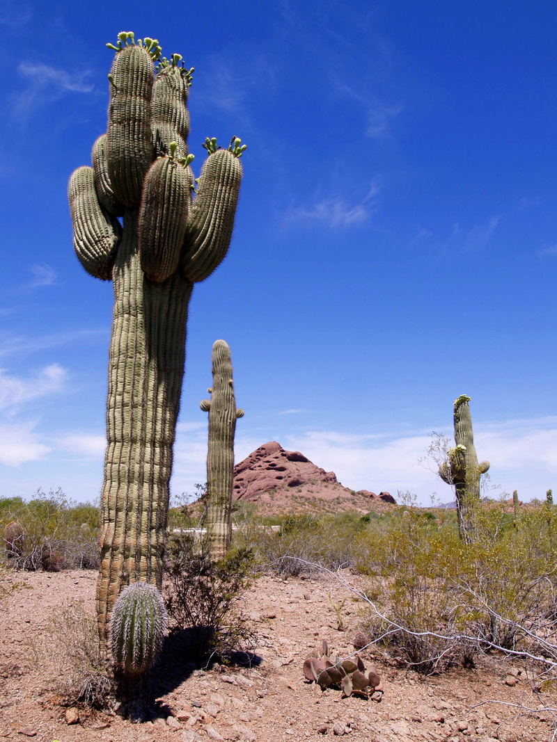 no People, hill, saguaro Cactus, ecosystem, Scenery, red, sky, sonoran Desert, surrounded, Tall, climate, outdoors, tranquil scene, arid Climate, cactus