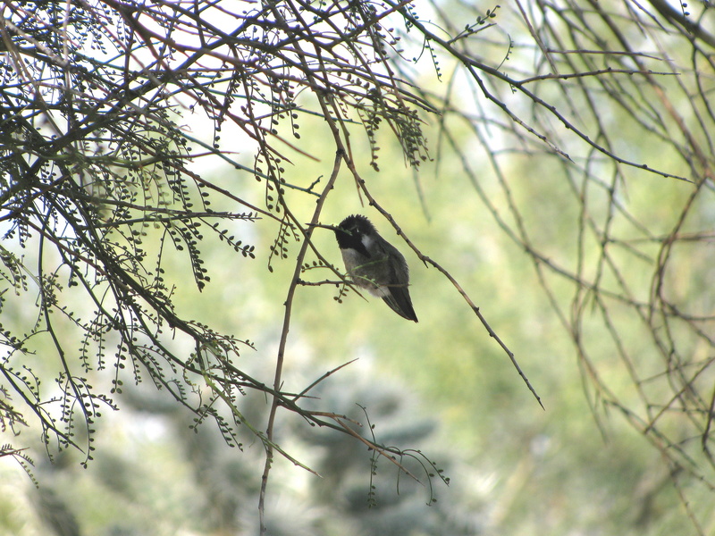 sonoran desert, growth, palo verde tree, selective focus, bare tree, 2K, outdoors, wildlife, animals in the wild, nature, vertebrate, branch, perching