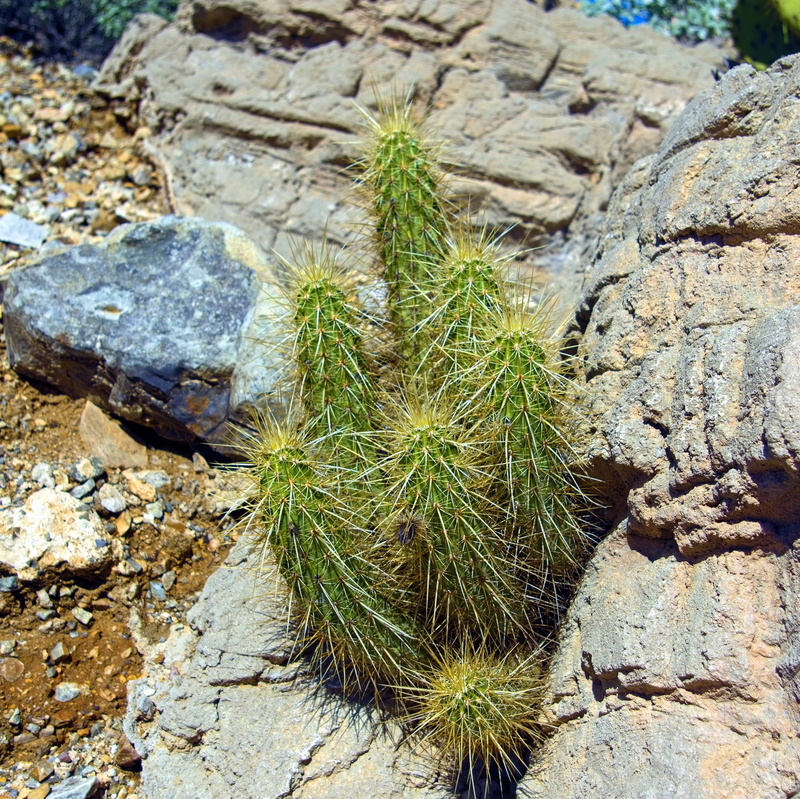 botanical, close-up, spiky, high angle view, green color, outdoors, animals in the wild, succulent plant, spike, hedgehog cactus, round, beauty in nature