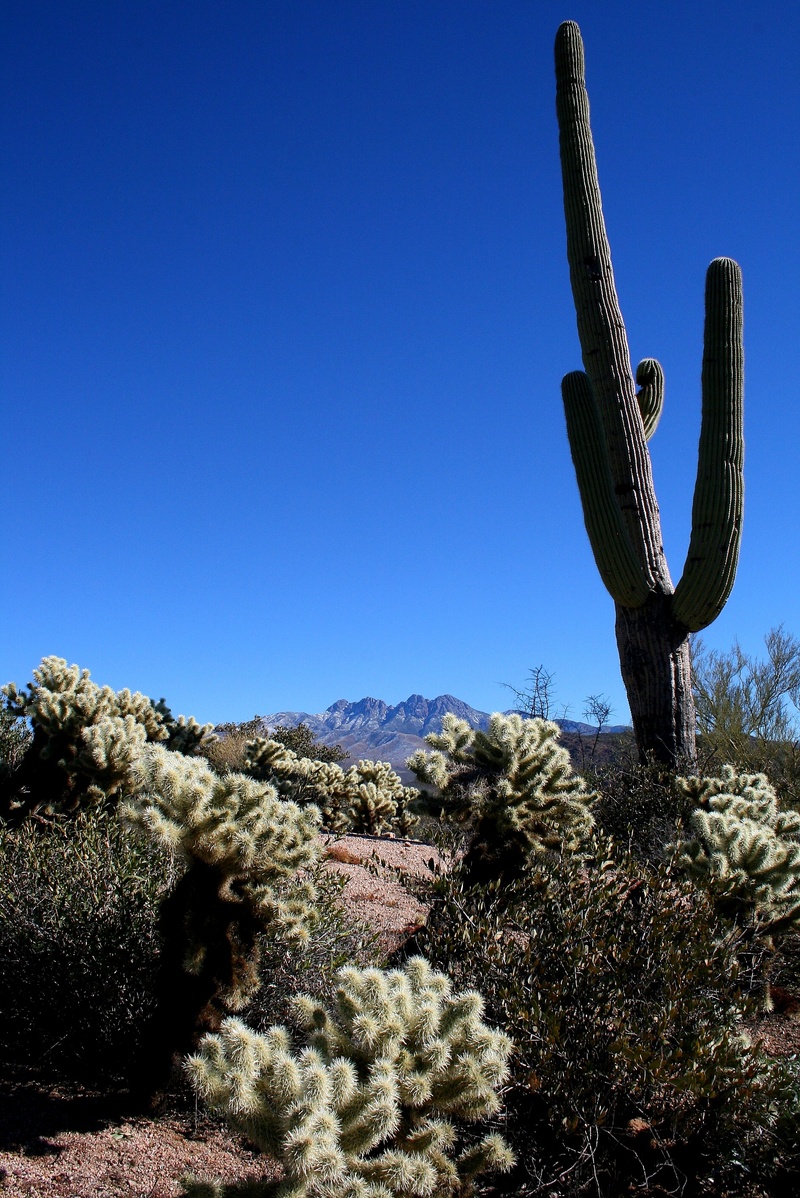 day, tranquility, clear sky, spiky, mountains, cholla, growth, low angle view, sunlight, copy space, plant, scenics - nature, four peaks, semi-arid, desert