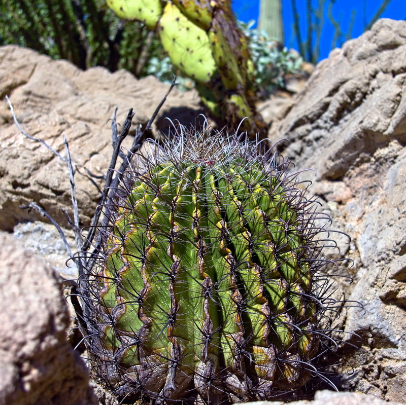 land, arid climate, cacti, garden, no people, thorns, green, prickly, spiked, green color, fishhook cactus, arizona, plant, fishhook, beauty in nature