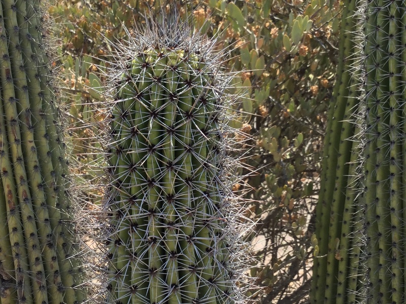 desert, day, sharp, natural pattern, arid climate, needle - plant part, outdoors, sonoran desert, succulent, nature, climate, barrel cactus, spiked, close-up