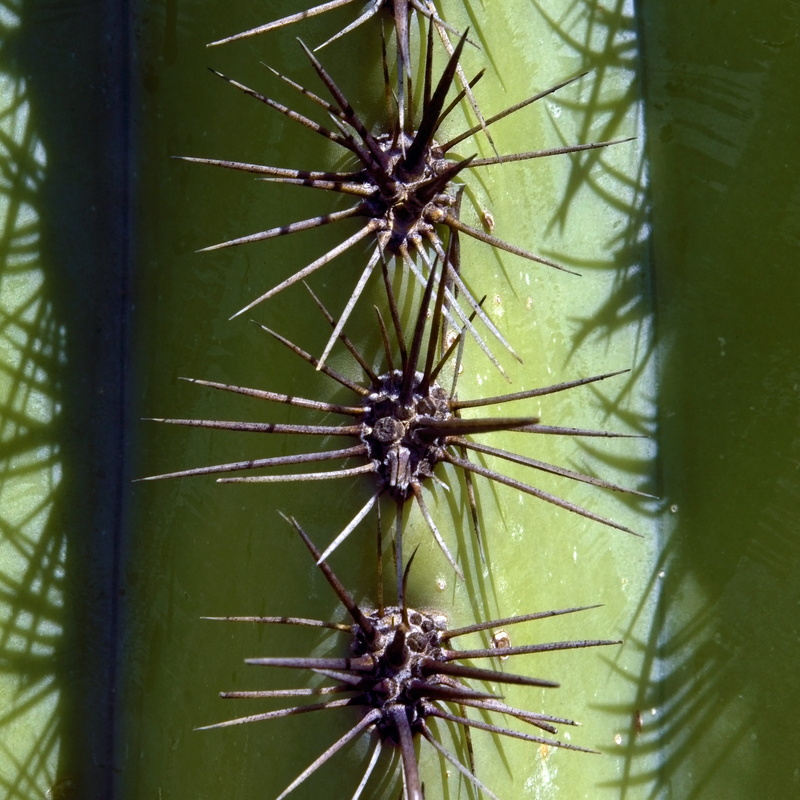 nature, thorn, dry, vegetation, usa, beauty in nature, spines of a saguaro, tucson, water, day, arizona, southwest, green color, outdoors, plant, full frame
