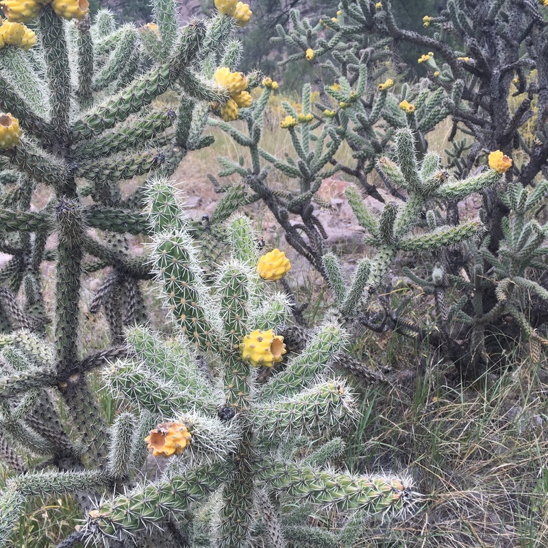 cacti, close-up, 2K, flowering plant, southwestern, flower, new mexico, yellow, succulent plant, high angle view, beauty in nature, vegetation, flora