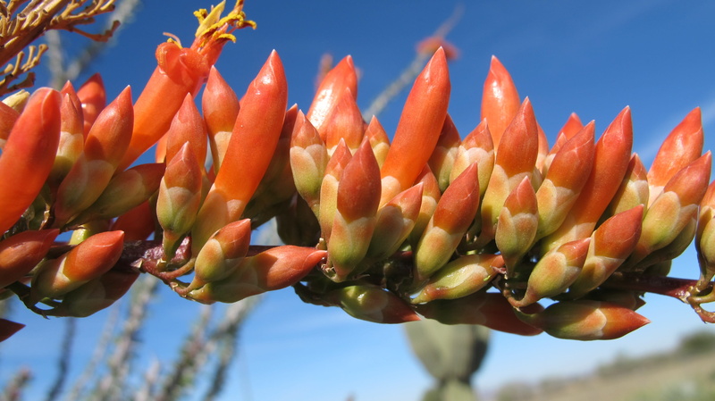 food and drink, food, sky, green color, freshness, desert bloom, close-up, 2K, flower, cactus, low angle view, sonoran desert, tucson, chihuahuan desert