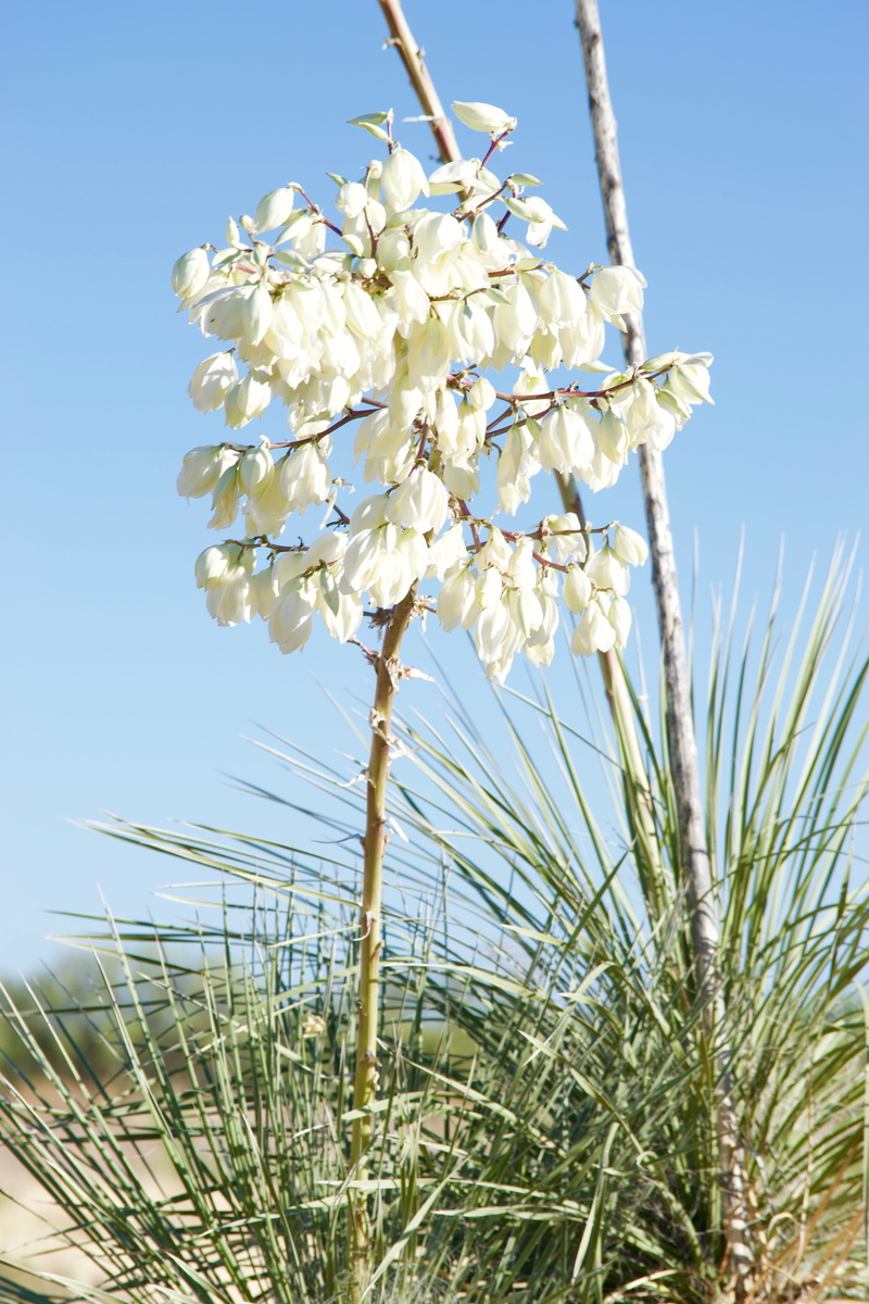 hiking, vulnerability, united states, grass, growth, flower head, freshness, tranquility, white blossoms, sunlight, douglas, 5K, no people, beauty in nature