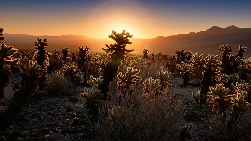 nature, dawn, joshua tree national park, land, cholla, flowering plant, plant, 1080P, scenics - nature, tree, sunrise, cacti, travel destinations, outdoors