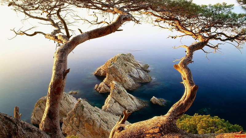 scenics - nature, 1080P, summer, beauty in nature, plant, shrubland, nature, non-urban scene, no people, tree trunk, branch, spain, bare tree, outdoors