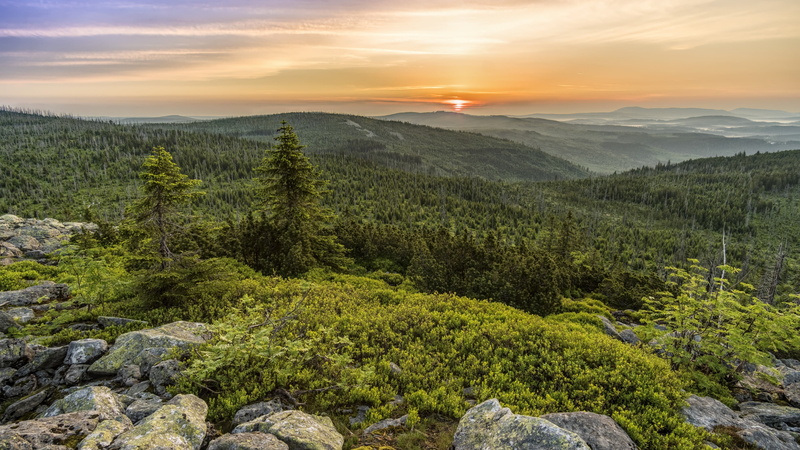 shrubland, wilderness, land, pine, tranquil scene, landscape, tree, sunset, scenics - nature, green color, nature reserve, highland, tranquility, woodland