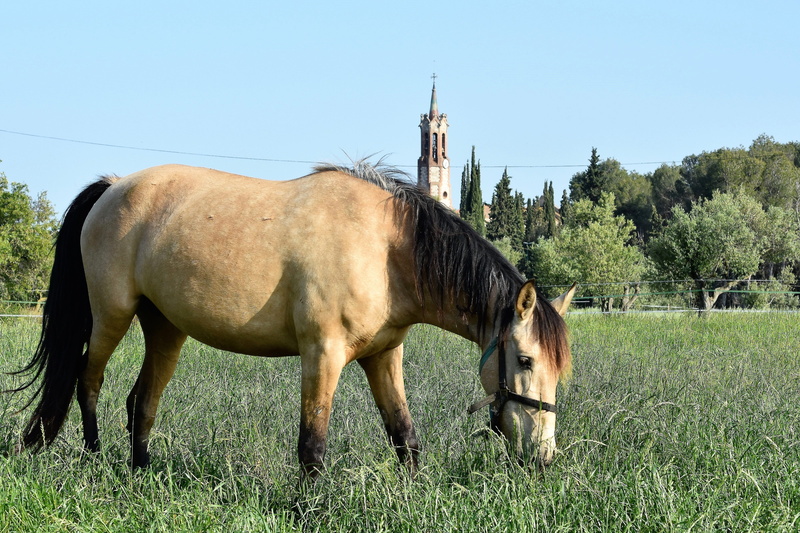 farm, mammal, lawn, domestic, livestock, mare, henar, pets, profile view, horse stallion, grazing, 4K, day, land, no people, wild life, pastures, animal