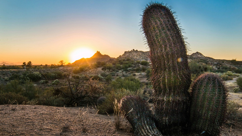 sunrise, 4K, succulent plant, arid climate, sky, field, vegetation, nature, no people, landscape, growth, shrubland, dawn, desert, morning, sunset, climate