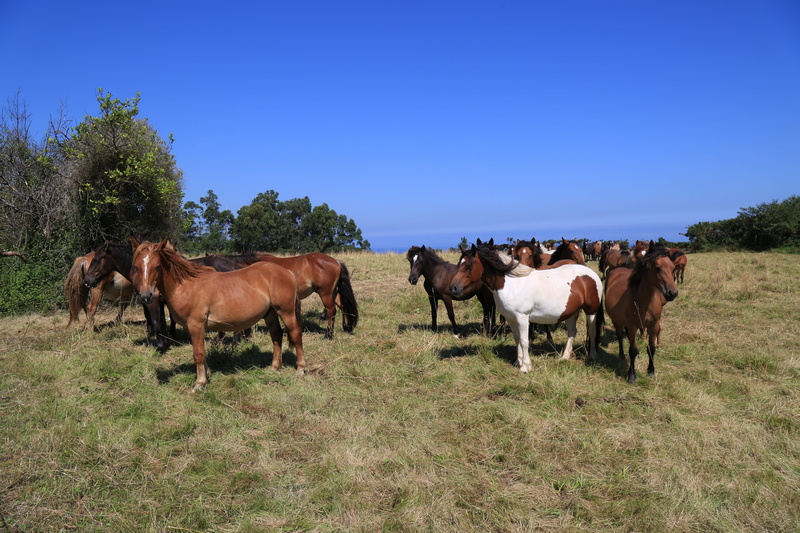 animal themes, livestock, cattle, sky, 5K, horse, cow, plant, land, group of animals, herd, animal wildlife, rural area, pastures, nature, animal, farm