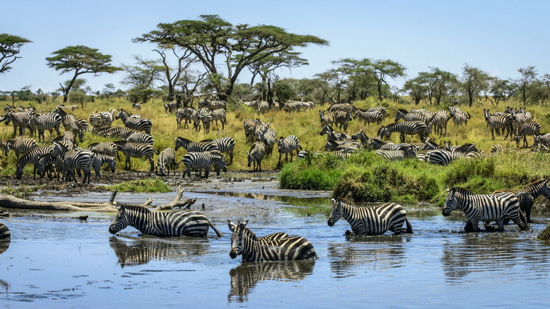 bank, water, no people, animals in the wild, 4K, zebras, large group of animals, savanna, wildlife, plant, striped, zebra, safari, animal wildlife, drinking