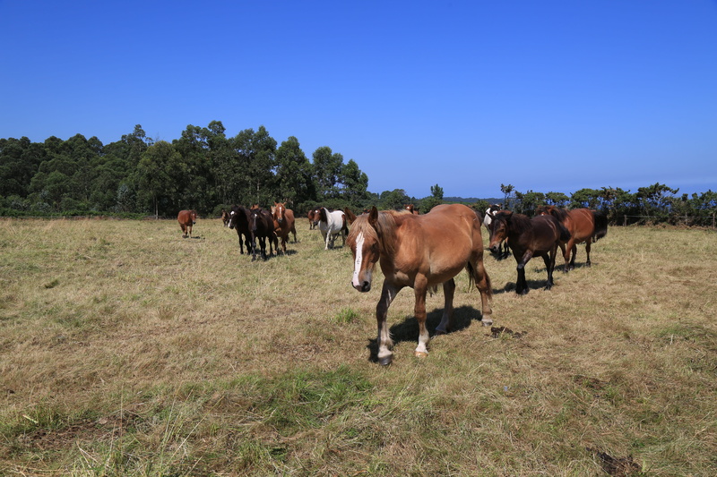 landscape, pastures, horse stallion, livestock, field, horse, sky, group of animals, farm, animal, mammal, domestic, animal themes, vertebrate, grasslands and shrublands temperate