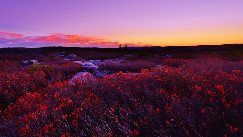 beauty in nature, outdoors, orange color, autumn, 4K, nature, tranquility, tranquil scene, shrubland, purple, scenics - nature, field, no people, purple sky