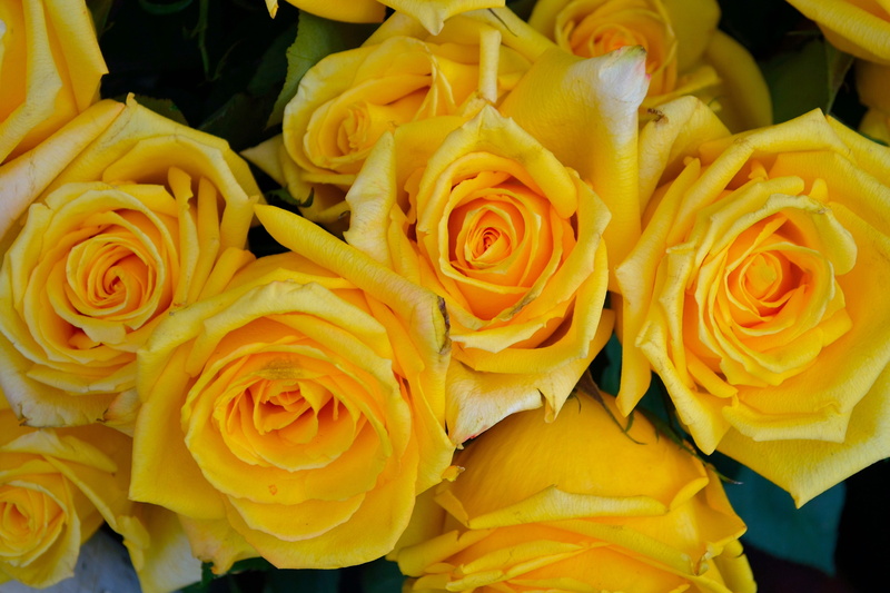 color, close-up, yellow, flower, yellow roses, rose - flower, rose, bloom, 4K, lovers, natural, beauty, fragility, flower head, seed, green, gift, get well