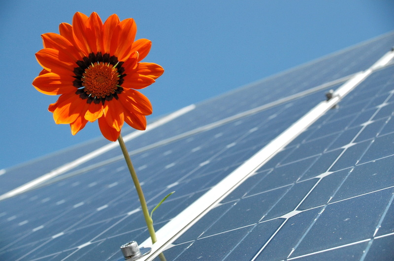 alternative energy, close-up, sunlight, environmental conservation, nature, sky, flower, power generation, wind, photovoltaic, solar photovoltaic, solar panel