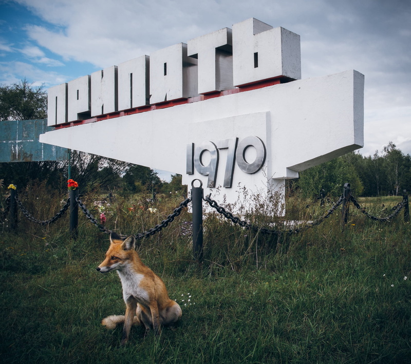 town sign, building exterior, nature, domestic animals, near, dog, western script, grass, fox, plant, animal themes, pets, nature chernobyl fox abandoned pripyat ukraine fauna animal nuclear disaster