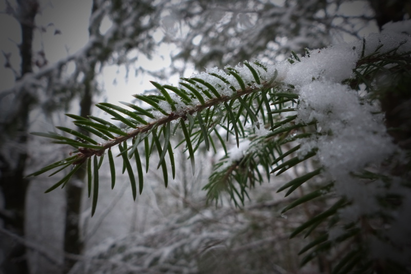 cold - Temperature, Ice, photo, deutschland, Baum, Snow, 4K, elmarit, foto, germany, depthoffield, Panasonic, Winter  Wonderland, nature, season, vario