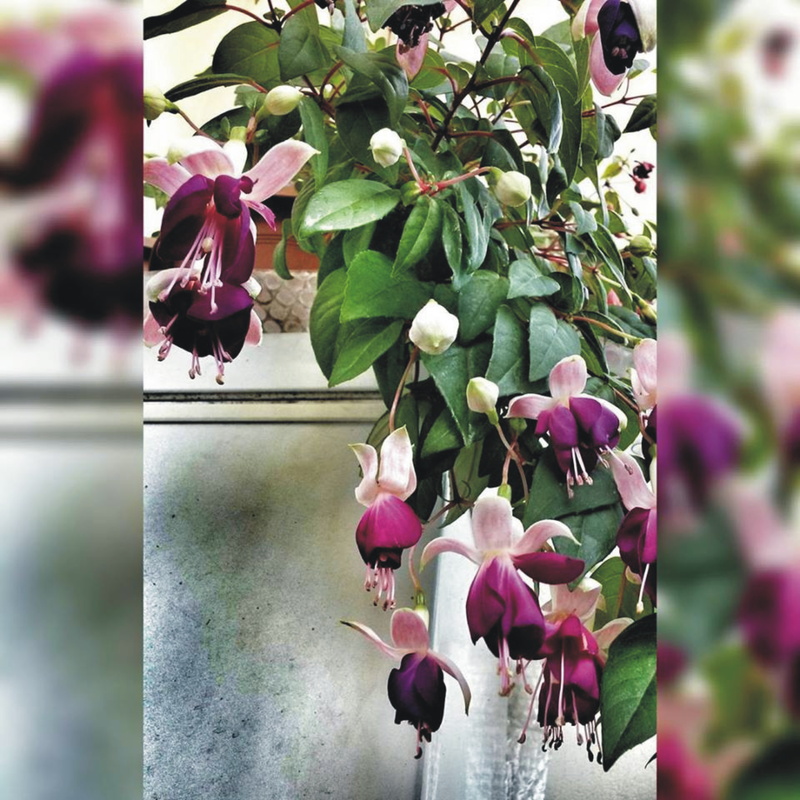 focus on foreground, petal, heart, vulnerability, no people, inflorescence, fragility, flower, close-up, outdoors, beauty in nature, plant part, screen
