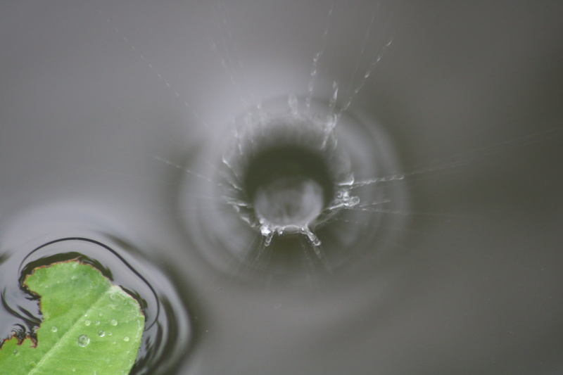 water, selective focus, vulnerability, fragility, natural pattern, no people, backgrounds, purity, leaf, black background, green color, indoors, aggression