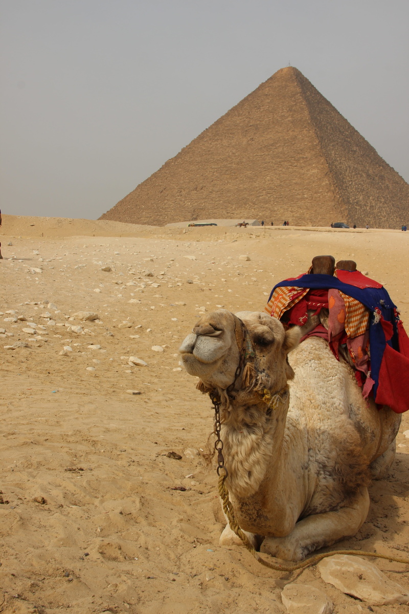 domestic, dromedary Camel, architecture, north Africa, desert, traveling, Egypt, climate, sky, Pyramid, animal themes, sand, arabia, ancient civilization
