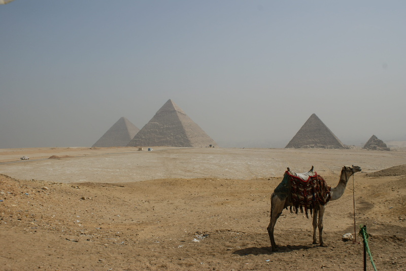 land, camel, animal themes, sand, domestic animals, ancient civilization, sky, egypt, outdoors, arid climate, pets, architecture, mammal, desert, the past