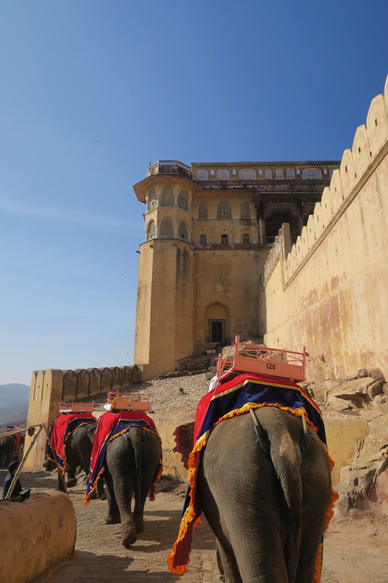 pets, domestic, jaipur, animal wildlife, horse, architecture, india, herbivorous, palace, animal, landmark, building exterior, group of animals, domestic animals