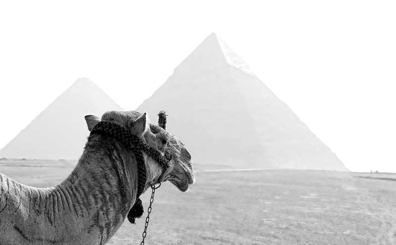 climate, domestic, camel, archaeology, no people, pyramid, herbivorous, civilization, black and white, 5K, livestock, ancient, egypt, ancient civilization