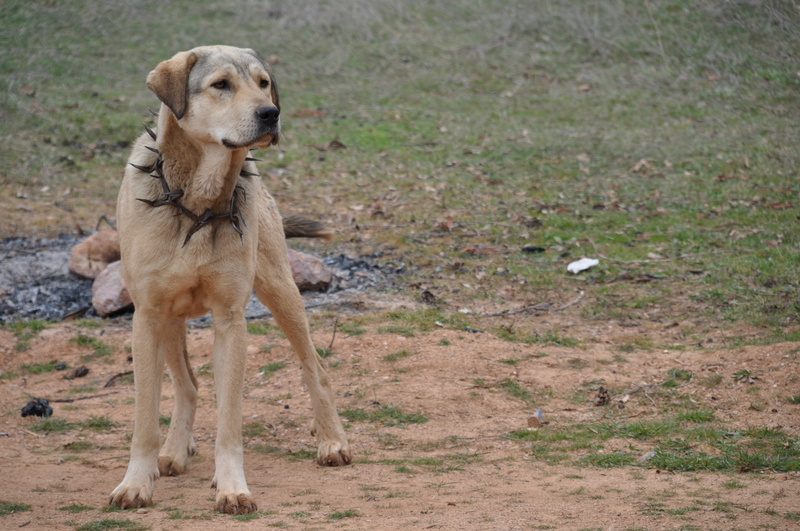 dog, tan, aggression, animals in the wild, one animal, domestic, pets, animal wildlife, front view, coated, day, canine, short, nature, no people, domestic animals