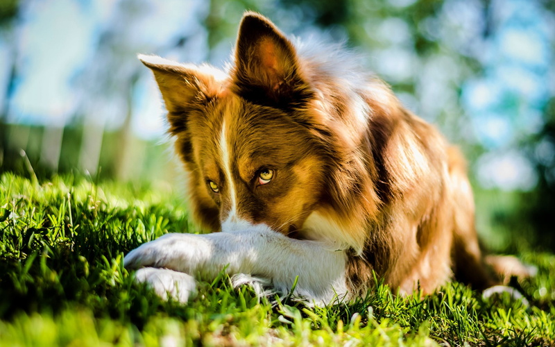 field, day, puppy, animals, plant, land, coated, animal, sunlight, pets, short, black, bokeh, mammal, brown, 2K, domestic, selective focus, green color