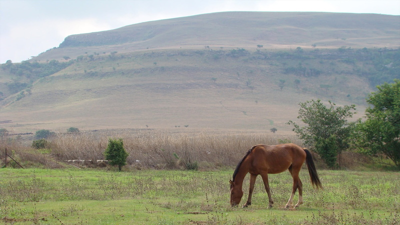 brown, nature, animals, dog, mammal, environment, 1080P, domestic animals, animal wildlife, herbivorous, horse, animal, outdoors, landscape, plant, no people