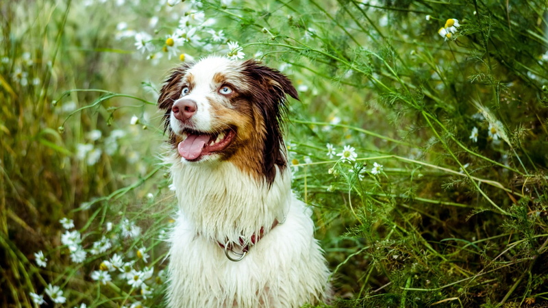 animal, pets, looking away, green color, domestic animals, no people, tree, short, brown, focus on foreground, coated, canine, dog, one animal, grass, mammal