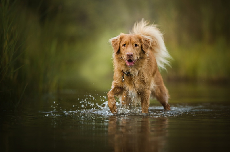 dog, one animal, animal, lake, golden retriever, domestic animals, nature, domestic, no people, animal themes, short, retriever, coated, canine, mammal