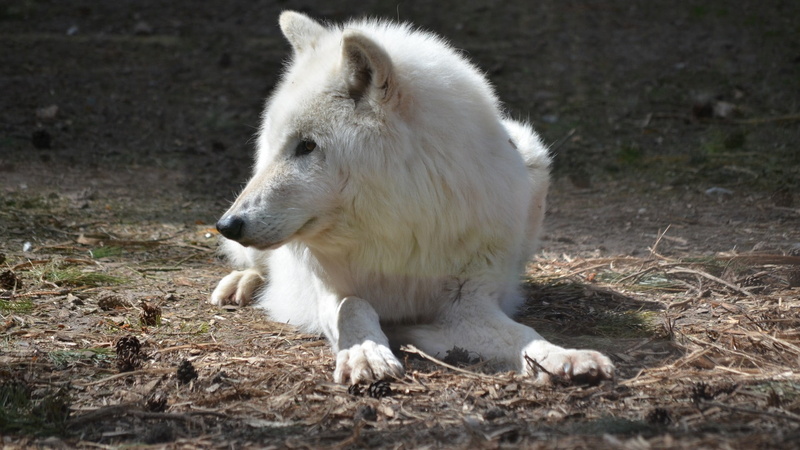 animal wildlife, mammal, outdoors, polar bear, land, animal, wolf, coated, animals, no people, domestic, one animal, 1080P, white, animal head, short