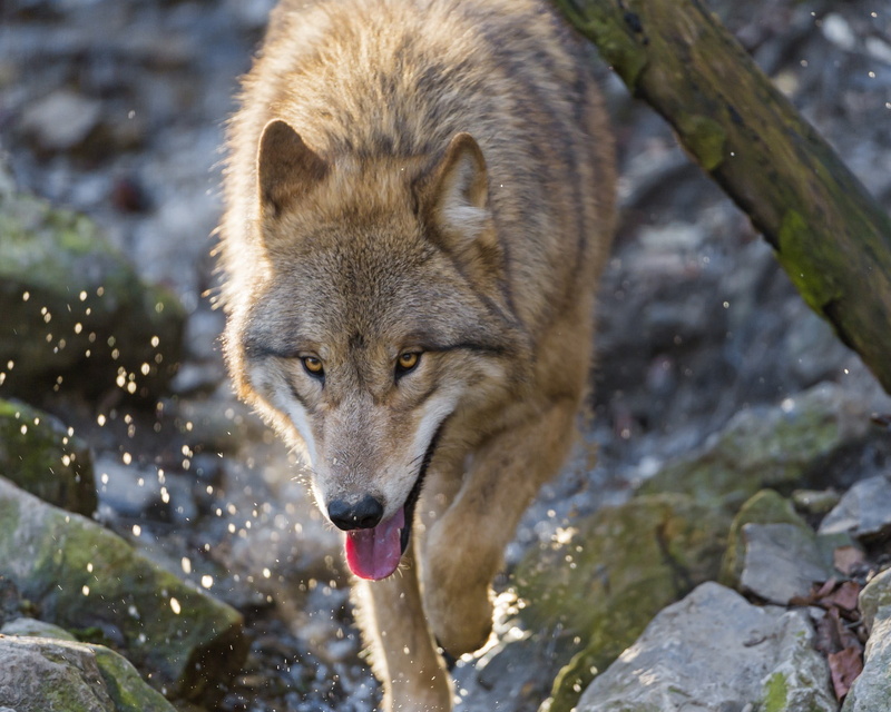 mammal, focus on foreground, animal, sunlight, nature, canine, tan, animals in the wild, no people, dog, coated, 1080P, animal wildlife, day, winter, short
