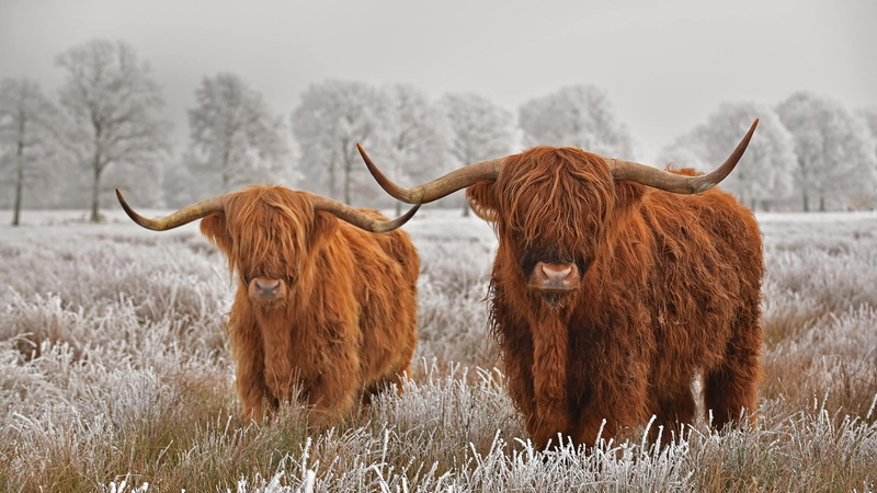 1080P, Highland Cattle, Animal, Cow