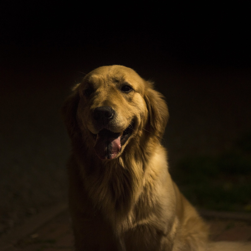 domestic animals, domestic, retriever, animal mouth, contrast, panting, canine, fur, animal body part, family, purebred dog, gentle, studio shot, love