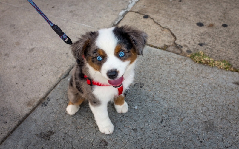 day, white, footpath, looking at camera, mouth open, dog, one animal, animal, mammal, puppy, outdoors, animal themes, brown, short, Australian Shepherd