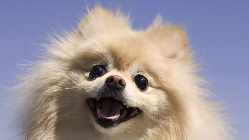 domestic, coated, animal themes, animal body part, chihuahua - dog, canine, lap dog, close-up, vertebrate, domestic animals, brown, one animal, blue background