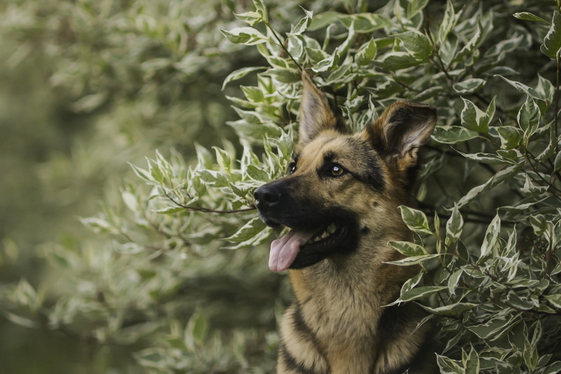 short, no people, animals, 2K, dog, leaves, animal head, domestic animals, animal, pets, growth, outdoors, German Shepherd, domestic, vertebrate, looking away