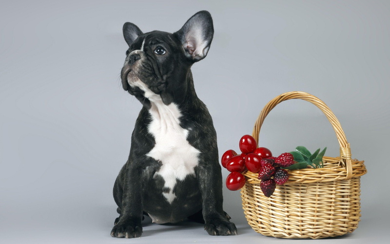 french, 2560x1600, black, coated, french bulldog, white, short, animals, dog, bulldog, basket, berries, puppy, 2K, small