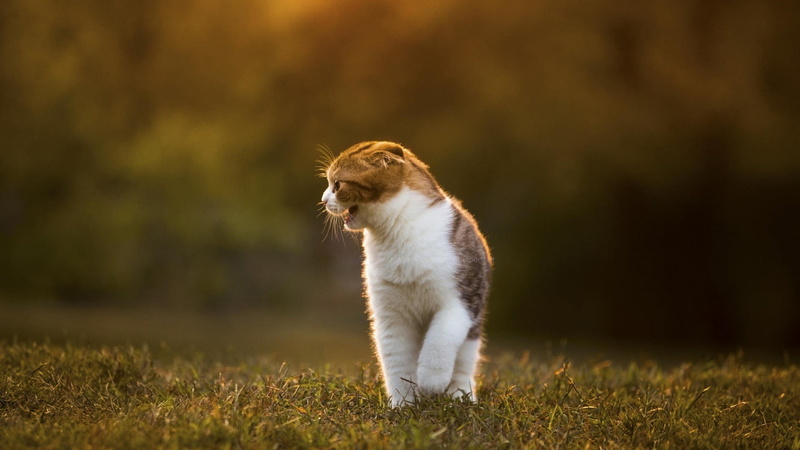 one animal, animal, looking away, mammal, looking, nature, day, white, land, animal themes, cat, vertebrate, domestic animals, animals, 1080P, pets, no people