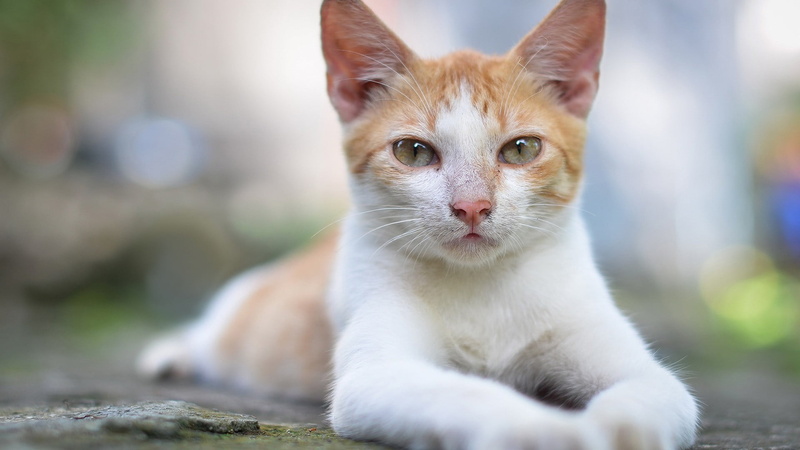 no people, dog, looking at camera, whisker, short, cat, mammal, domestic animals, tan, domestic cat, coated, pets, animals, cute, ginger cat, hair, domestic