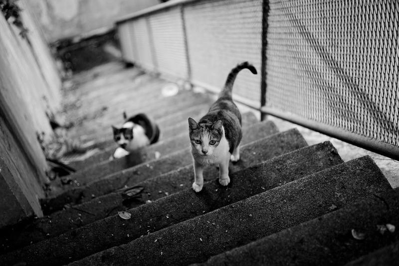 monochrome, built structure, no people, feline, domestic, pets, short, looking at camera, domestic animals, day, high angle view, mammal, one animal, white