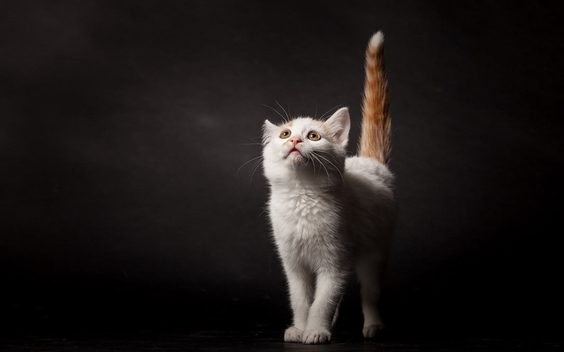 1080P, coated, whisker, animal, white, animal themes, one animal, no people, feline, domestic, standing, domestic cat, short, portrait, looking up, full length