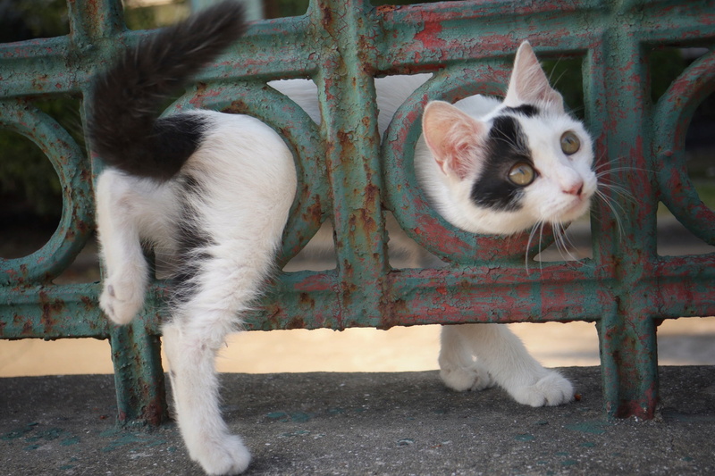 city, short, feline, animal, white, standing, puppy, group of animals, pets, whisker, white color, portrait, vertebrate, black, domestic animals, two animals