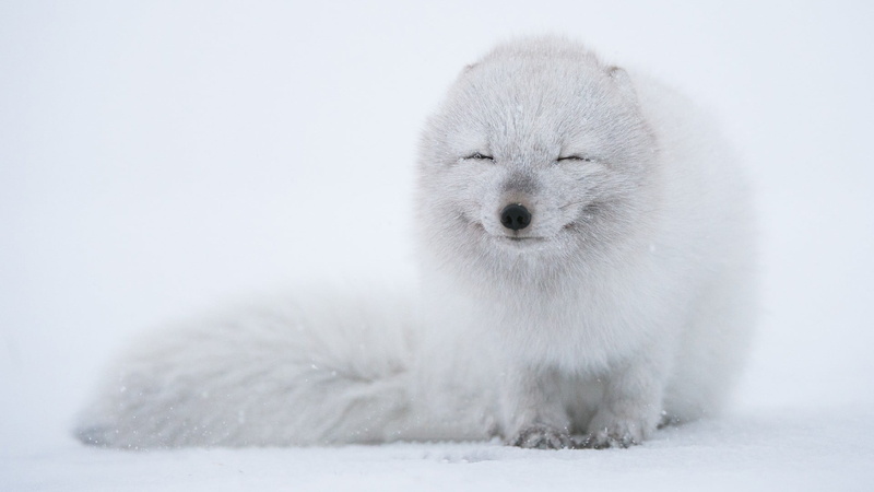 one animal, cold temperature, animals, front view, snow, looking at camera, animal hair, winter, vertebrate, ice, no people, arctic fox, 1080P, white