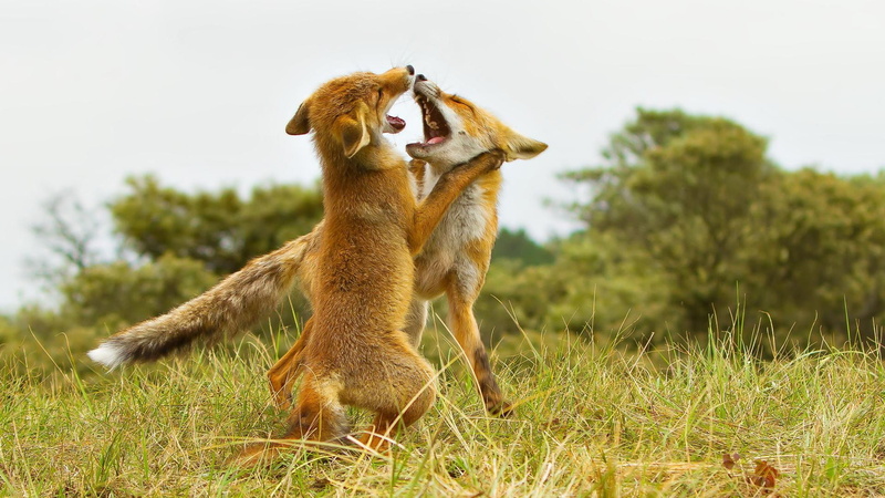 short, brown, coated, animal, 1080P, one animal, mammal, sky, fox cubs , field, green, dogs, animal wildlife, animals in the wild, nature, mouth, mouth open